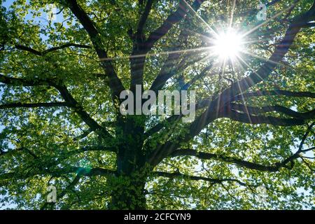 Deutschland, Bayern, Oberbayern, Altötting, Eiche, Baumkronenbaum, Äste, Sonne, Rücklicht Stockfoto