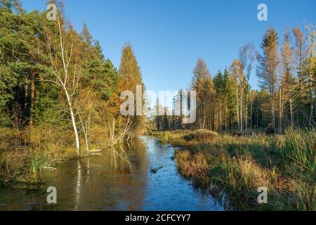 Deutschland, Baden-Württemberg, Wilhelmsdorf-Pfrungen (RV) und Ostrach-Burgweiler (SIG), Pfrunger-Burgweiler Ried, Renaturierung durch Neubenetzung. Der Stockfoto