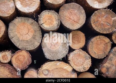 Schneiden Sie die Oberflächen der Baumstämme mit Jahresringen. Stockfoto