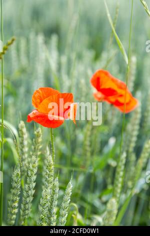 Roter Maismohn im Weizenfeld, (Papaver rhoeas), Schallstadt, Wolfenweiler, Baden-Württemberg, Europa Stockfoto