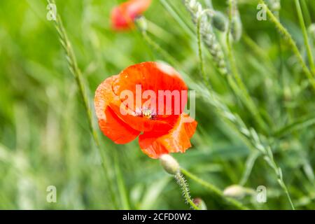 Roter Maismohn im Weizenfeld, (Papaver rhoeas), Schallstadt, Wolfenweiler, Baden-Württemberg, Europa Stockfoto