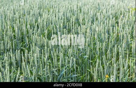 Weichweizen, Weizen, (Triticum aestivum), Getreide, Schallstadt, Wolfenweiler, Baden-Württemberg, Europa Stockfoto