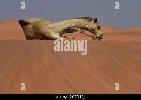 Arabisches Kamel (Dromedar) Ruhe & Ausstellung ihre Fähigkeiten des Überlebens in der rauen Wüstenlandschaften der arabischen Halbinsel Landschaft. Stockfoto