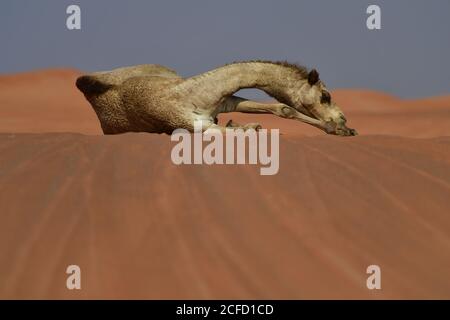 Arabisches Kamel (Dromedar) Ruhe & Ausstellung ihre Fähigkeiten des Überlebens in der rauen Wüstenlandschaften der arabischen Halbinsel Landschaft. Stockfoto