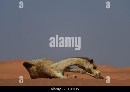 Arabisches Kamel (Dromedar) Ruhe & Ausstellung ihre Fähigkeiten des Überlebens in der rauen Wüstenlandschaften der arabischen Halbinsel Landschaft. Stockfoto