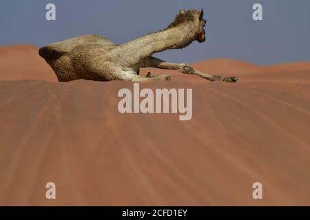 Arabisches Kamel (Dromedar) Ruhe & Ausstellung ihre Fähigkeiten des Überlebens in der rauen Wüstenlandschaften der arabischen Halbinsel Landschaft. Stockfoto