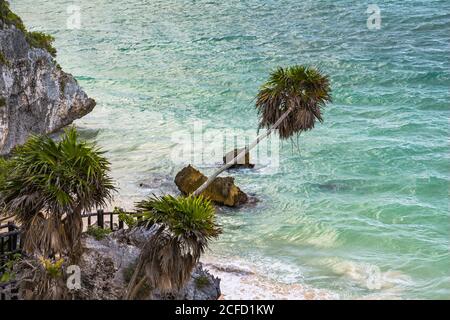 Palme an der Küste auf dem Gelände der Maya-Stätten Tulum, Quintana Roo, Yucatan Peninsula, Mexiko Stockfoto