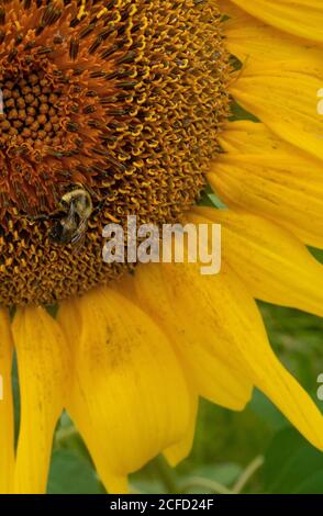 Ein blühendes Sonnenblumenfeld Stockfoto