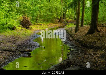 Kleiner Fluss im Wald, im Sommer in Deutschland fast ausgetrocknet Stockfoto