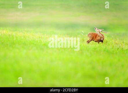 Ein Rüde Hog Deer entspannt auf dem Grasland und nimmt einen tiefen Atem genießen frische Luft Freiheit. Phu Khieo Wildlife Sanctuary, Thailand. Stockfoto