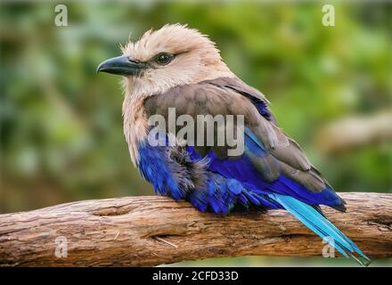 Blauer bauchiger Rollvogel Stockfoto