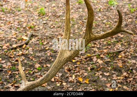 Deutschland, Baden-Württemberg, Karlsruhe, Hirsch (Weißlipphirsch, Cervus albirostris) im Oberwald. Stockfoto