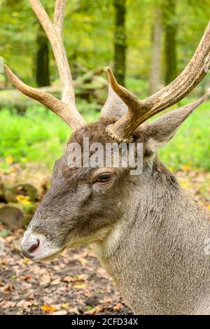 Deutschland, Baden-Württemberg, Karlsruhe, Hirsch (Weißlipphirsch, Cervus albirostris) im Oberwald. Stockfoto