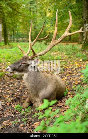 Deutschland, Baden-Württemberg, Karlsruhe, Hirsch (Weißlipphirsch, Cervus albirostris) im Oberwald. Stockfoto