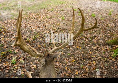 Deutschland, Baden-Württemberg, Karlsruhe, Hirsch (Weißlipphirsch, Cervus albirostris) im Oberwald. Stockfoto