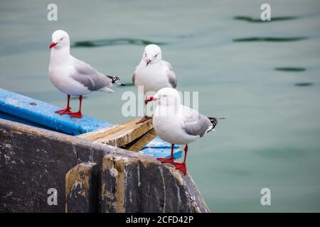 Möwen auf einem Fischerboot im Hafen von Akaroa Stockfoto