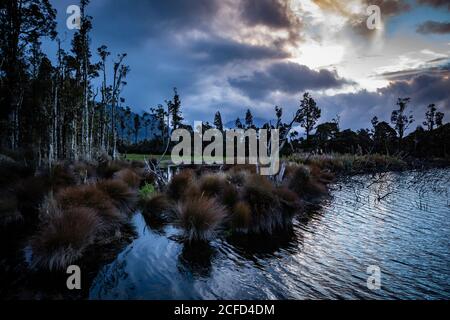 Abendstimmung und Vegetation am Brunner See, Südinsel Neuseeland Stockfoto