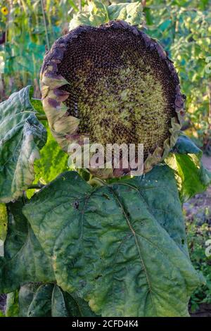 Reife Sonnenblume (Helianthus annuus) mit Samen, im Garten, Portrait Stockfoto