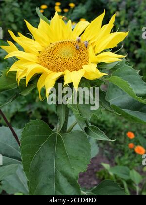 Sonnenblume (Helianthus annuus) mit Bienen, im Garten, Porträt Stockfoto