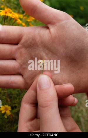 Sammeln Sie Samen von gewürzten Tagetes (Tagetes tenuifolia) Stockfoto