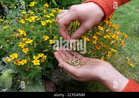 Sammeln Sie Samen von gewürzten Tagetes (Tagetes tenuifolia) Stockfoto