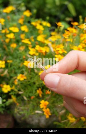 Sammeln Sie Samen von gewürzten Tagetes (Tagetes tenuifolia) Stockfoto