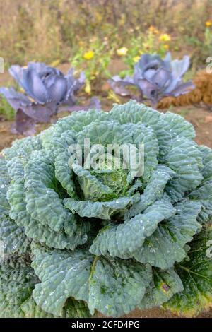 Wirsing 'Wintesa F1' (Brassica oleracea) in einem Gemüsefleck, herbstlich Stockfoto