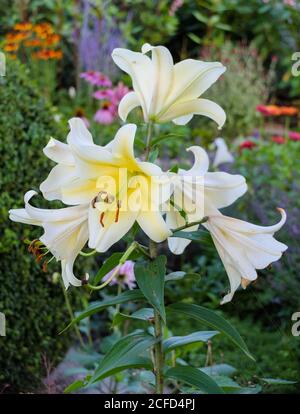 Weiße Blüte einer Madonnenlilie (Lilium candidum) Stockfoto