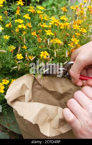 Sammeln Sie Samen von gewürzten Tagetes (Tagetes tenuifolia) In einer Papiertüte Stockfoto