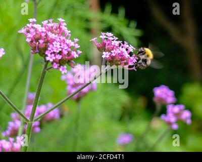 Patagonische Verbena (Verbena bonariensis) mit Biene Stockfoto