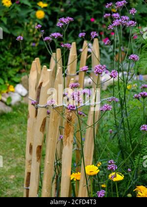 Am Zaun wächst die patagonische Verbena (Verbena bonariensis) Stockfoto