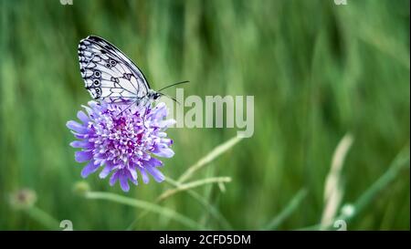 Schachbrett Schmetterling auf einem Feld Witwe Blume im Frühjahr bei Coursan. Schmetterling des Jahres 2019 Stockfoto