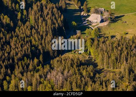 Deutschland, Baden-Württemberg, Schwarzwald, Hochschwarzwald, bei Feldberg, Wald, Schwarzwaldhaus Stockfoto