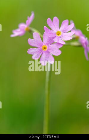 Mealy Cowslip, primel, primula farinosa Stockfoto