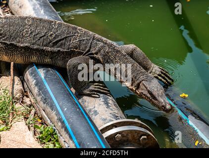 Warane im Lumphini Park in Silom, Bangkok, Thailand Stockfoto