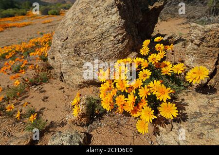 Bunte Namaqualand Gänseblümchen (Dimorphotheca sinuata) in felsiger Landschaft, Südafrika Stockfoto