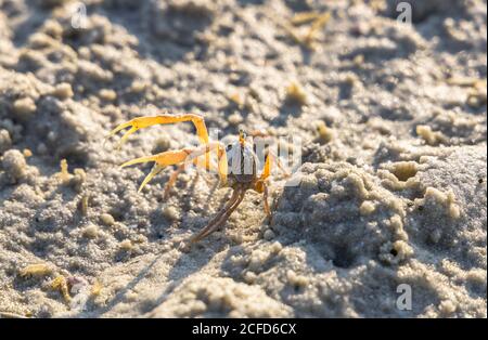 Angriff auf Krabben in Buffalo Bay, Koh Phayam. Thailand Stockfoto