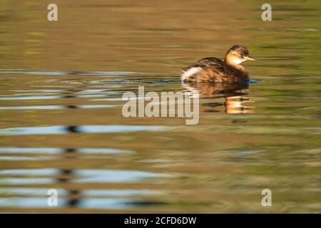 Kleine Grebe Tachybaptus ruficollis Costa Ballena Cadiz Spanien Stockfoto