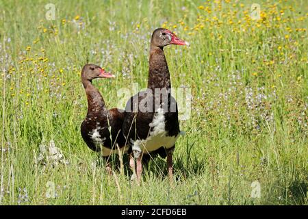 Ein Paar Spornflügelgänse (Plectropterus gambensis) in natürlichem Lebensraum, Südafrika Stockfoto