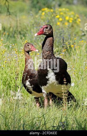 Ein Paar Spornflügelgänse (Plectropterus gambensis) in natürlichem Lebensraum, Südafrika Stockfoto