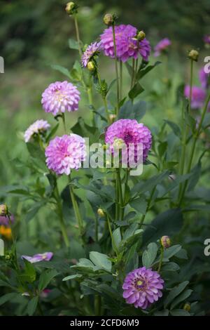 Nahaufnahme einer rosa Dahlia blüht im Garten Stockfoto