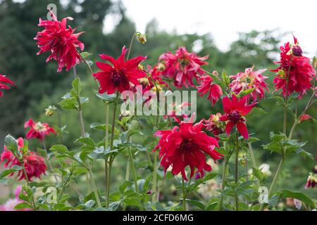 Nahaufnahme einer rosa Dahlia blüht im Garten Stockfoto