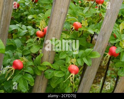 Rote Früchte der Kartoffelrose (Rosa rugosa), auch Hagebutte genannt, am Busch Stockfoto