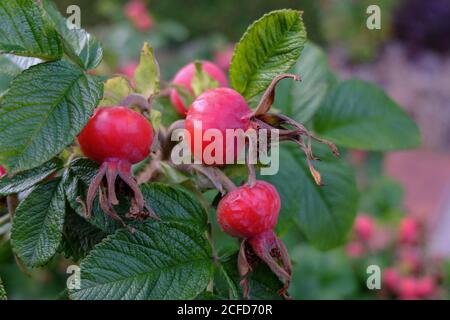 Reife rote Früchte der Kartoffelrose (Rosa rugosa), auch Hagebutte genannt, am Busch Stockfoto