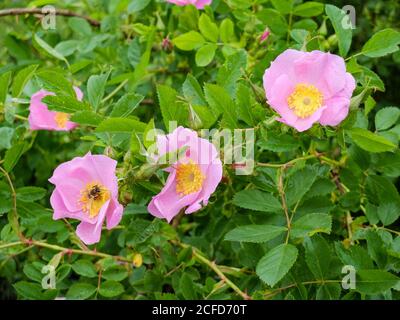 Rosa Kartoffelrose (Rosa rugosa) blüht im Frühsommer Stockfoto