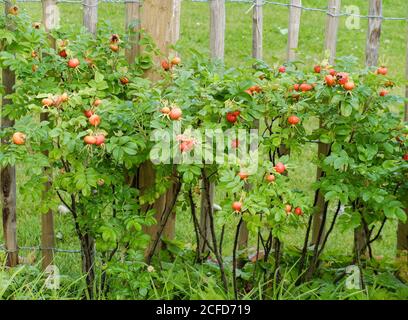 Rote Früchte der Kartoffelrose (Rosa rugosa), auch Hagebutte genannt, am Busch Stockfoto