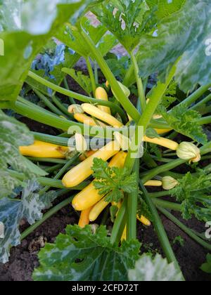 Zucchini 'Gold Rush' mit vielen gelben Früchten Stockfoto