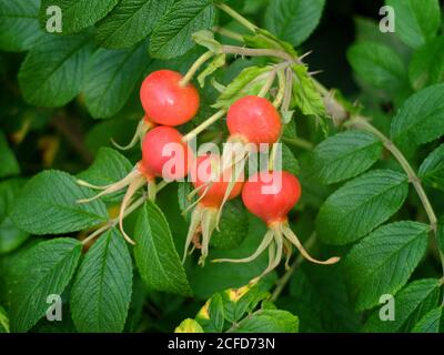 Rote Früchte der Kartoffelrose (Rosa rugosa), auch Hagebutte genannt, am Busch Stockfoto