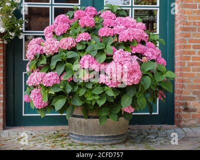 Gartenhortensie, Bauernhortensie (Hydrangea macrophylla) in großem Topf Stockfoto