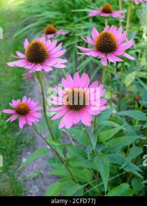 Sonnenhut „PowWow Wild Berry“ in einem Bett (Echinacea purpurea) Stockfoto